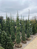 Trautman Juniper - Juniperus chinensis - 6-7 Foot Ball & Burlap Tree