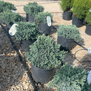 Blue Star Juniper - Juniperus squamata - 2 Gallon Potted Evergreen Shrub