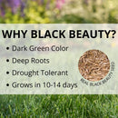 Jonathan Green Black Beauty Fall Magic All Grasses Sun or Shade Grass Seed 3 lb