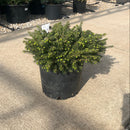 Birds Nest Spruce - Picea abies 'Nidiformis' - 3 Gallon Potted Evergreen Shrub