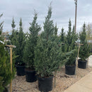 Moonglow Juniper - Juniperus scopulorum - 20 Gallon Potted Evergreen Tree