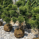 Sea Green Juniper (Pom Pom) - Juniperus chinensis - 36"-42" Ball & Burlap Topiary