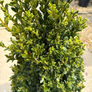 Green Mountain Boxwood (Assorted Column or Pyramid Shape) - Buxus - 3 Gallon Potted Evergreen Shrub
