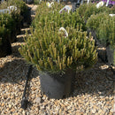 Dwarf Mugo Pine - Pinus mugo var. pumilio - 5 Gallon Potted Evergreen Shrub