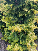 Golden Hinoki Falsecypress - Chamaecyparis obtusa 'Aurea' - 5-6 Foot Ball & Burlap Tree