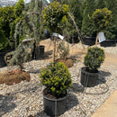 Green Mountain Boxwood (2-Ball) -  Buxus - 3 Gallon Potted Topiary