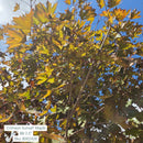 Crimson Sunset® Maple - Acer 'JFS-KW202' - 2.5" Caliper Ball & Burlap Tree