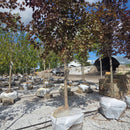 Crimson Sunset® Maple - Acer 'JFS-KW202' - 2.5" Caliper Ball & Burlap Tree