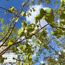 Greenspire Linden - Tilia cordata 'Greenspire' - 2" Caliper Ball & Burlap Tree