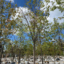 Greenspire Linden - Tilia cordata 'Greenspire' - 2" Caliper Ball & Burlap Tree