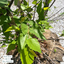 River Birch - Betula nigra - 10 Foot Ball & Burlap Tree