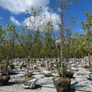 River Birch - Betula nigra - 10 Foot Ball & Burlap Tree