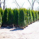 Arborvitae, Emerald Green, B&B 5-6 Ft.