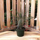 Madagascar Palm Cactus, Live Plant 4 in. Pot