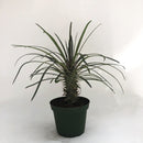 Madagascar Palm Cactus, Live Plant 4 in. Pot