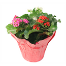 Kalanchoe Tricolor, Live Plant, 6 in. Pot (Colors Vary)