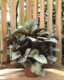 Rex Begonia, 5"