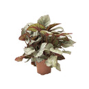 Rex Begonia, 5"