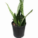 Sansevieria (Varieties Vary), Live Plant 6 in. Pot