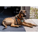 Wolfgang Multicolored ChevTech Polyester Dog Adjustable Collar Medium