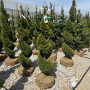 Emerald Green Arborvitae (Spiral) - Thuja occidentalis 'Smaragd' - 4-5 Foot Ball & Burlap Topiary Tree