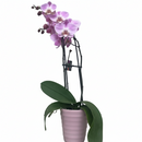 5" Double Spike Orchid
