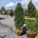 Columnar White Pine - Pinus strobus 'Fastigiata' - 6 Foot Ball & Burlap Evergreen Tree