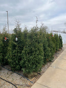 Dark Green Arborvitae - Thuja occidentalis 'Nigra' - 5-6 Foot Ball & Burlap Tree
