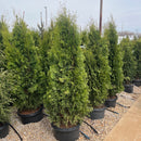 North Pole® Arborvitae - Thuja occidentalis - 15 Gallon Potted Evergreen Tree