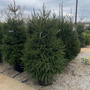 Norway Spruce - Picea abies - 20 Gallon Potted Evergreen Tree