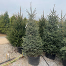 Black Hills Spruce - Picea glauca var. densata - 20 Gallon Potted Evergreen Tree