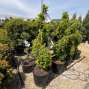 Green Mountain Boxwood (Spiral Form) - Buxus - 7 Gallon Potted Topiary