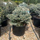 Moonstone® Globe Spruce - Picea pungens - 6 Gallon Potted Shrub