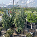 Weeping White Spruce - Picea glauca 'Pendula' - 10 Gallon Potted Evergreen Tree