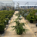 Weeping Nootka Cypress - Chamaecyparis nootkatensis 'Pendula' - 6 Gallon Potted Tree