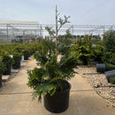 Hiba Arborvitae - Thujopsis dolabrata var hondae - 6 Gallon Potted Tree