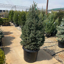 Yukon Blue Spruce - Picea glauca - 20 Gallon Potted Tree