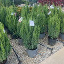 Blue Point Juniper - Juniperus chinensis - 3