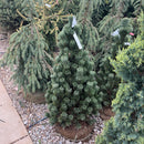 Joe’s Bess Bristlecone Pine - Pinus longaeva - 3-4 Foot Ball & Burlap Evergreen Tree