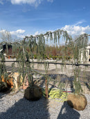 Weeping Blue Atlas Cedar - Cedrus atlantica 'Glauca Pendula' - 4-6' Foot Ball & Burlap Tree