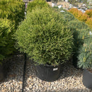 Mr. Bowling Ball Arborvitae - Thuja occidentalis 'Bobazam' - 6 Gallon Potted Evergreen Shrub