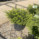 Birds Nest Spruce - Picea abies 'Nidiformis' - 5 Gallon Potted Evergreen Shrub
