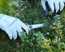 Kamikaze KM-13 Harvesting Pruner (6070)