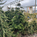 Wells Special Hinoki Falsecypress - Chamaecyparis obtusa - 4-5 Foot Ball & Burlap Evergreen Tree