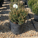 Slowmound Mugo Pine - Pinus mugo - 5