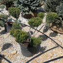 Sea Green Juniper (Pom Pom) - Juniperus chinensis - 7 Gallon Potted Topiary Shrub