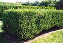 Techny Arborvitae - Thuja occidentalis - 7' Foot Ball 7 Burlap Tree