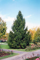 Norway Spruce - Picea abies - 7 Foot Ball & Burlap Tree