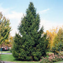 Norway Spruce - Picea abies - 20 Gallon Potted Evergreen Tree