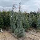 Raywood's Weeping Arizona Cypress - Cupressus arizonica - 5-6 Foot Ball & Burlap Tree